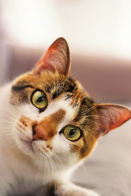 Chat en gros plan