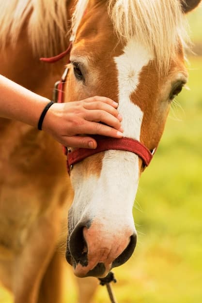 Cheval caressé en gros plan