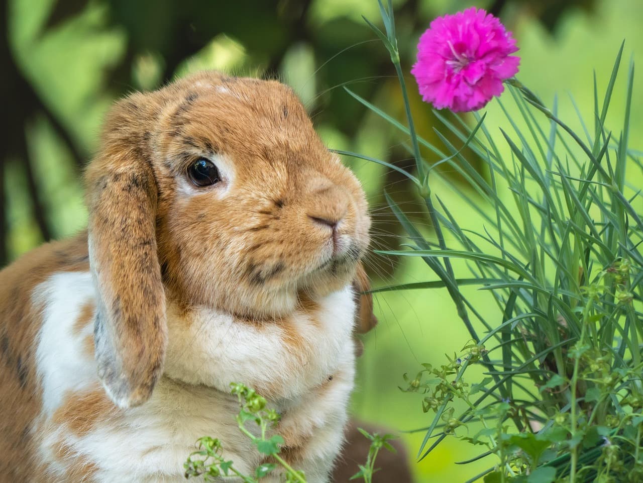 Lapin dans un parterre de fleurs