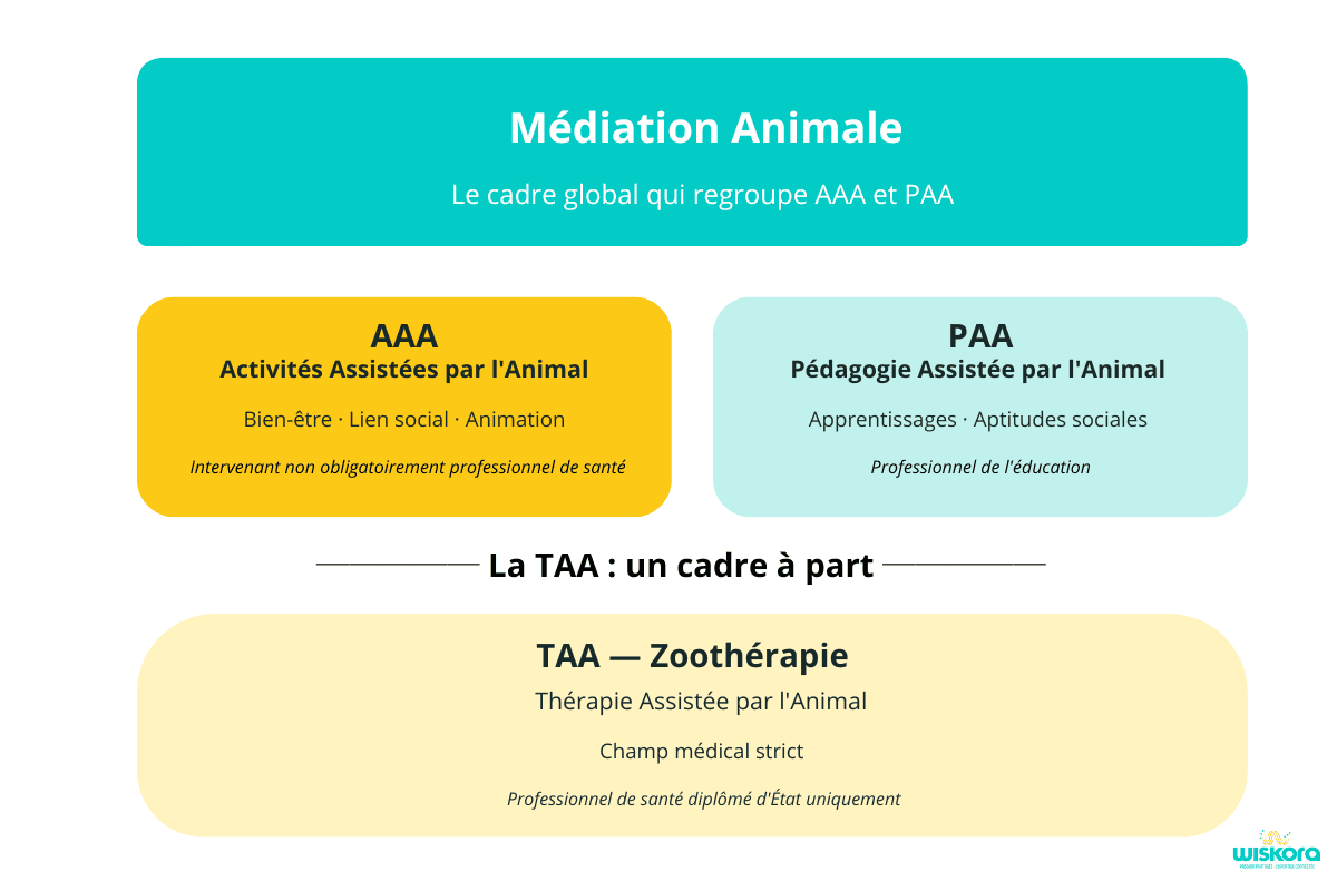 Médiation animale et zoothérapie : qui fait quoi ? — Wiskora Schéma médiation animale TAA AAA PAA différences professionnels animaliers